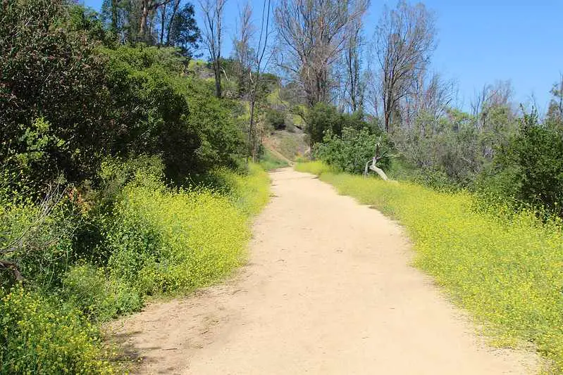 Griffith Park Dog friendly Trails in Los Angeles