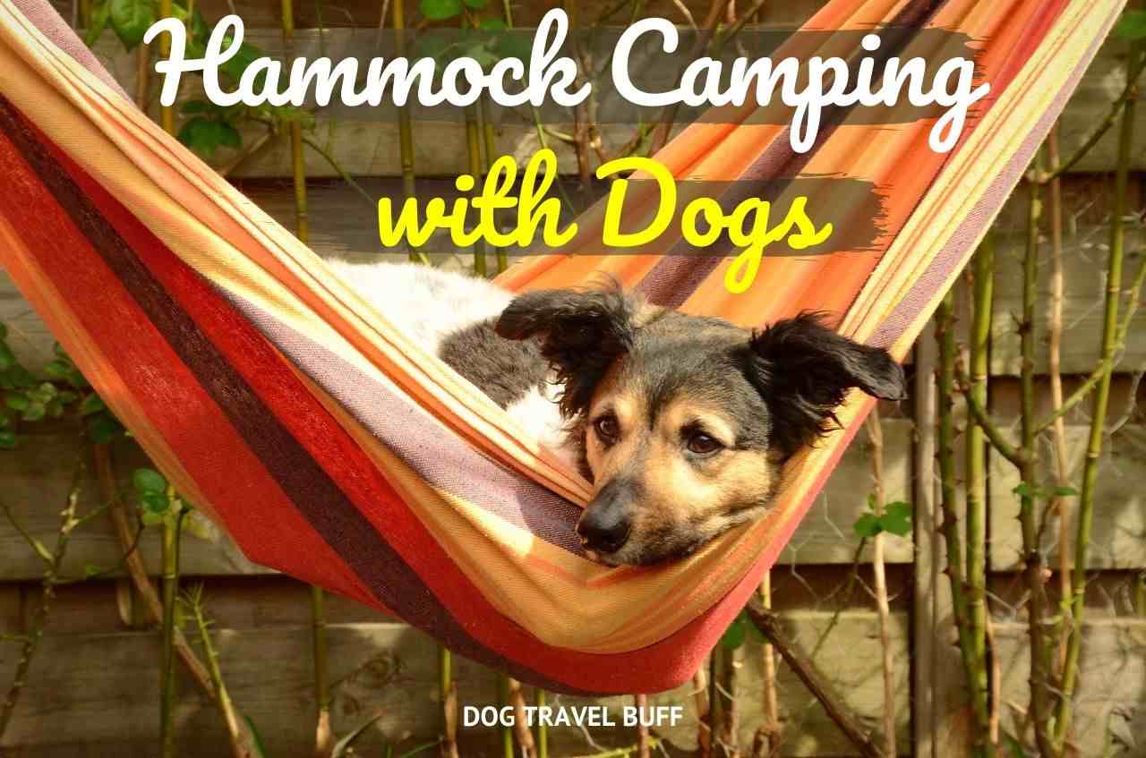 hammock camping with dog guide