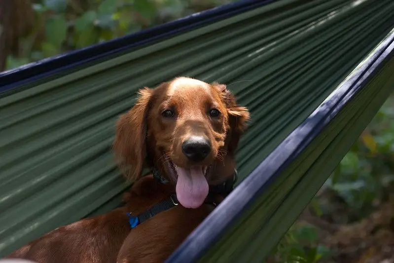 Hammock Camping with Dogs