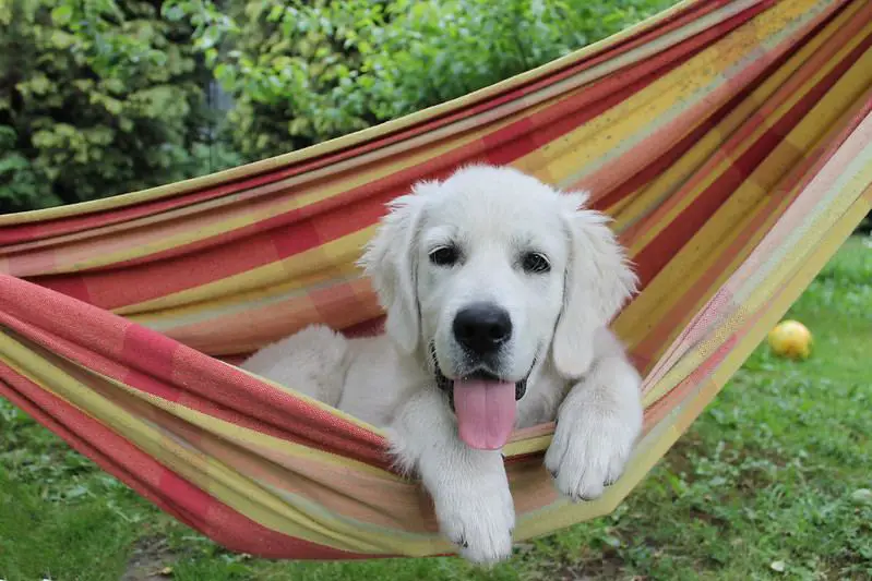 dog in hammock 
