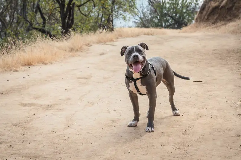 Elysian Park