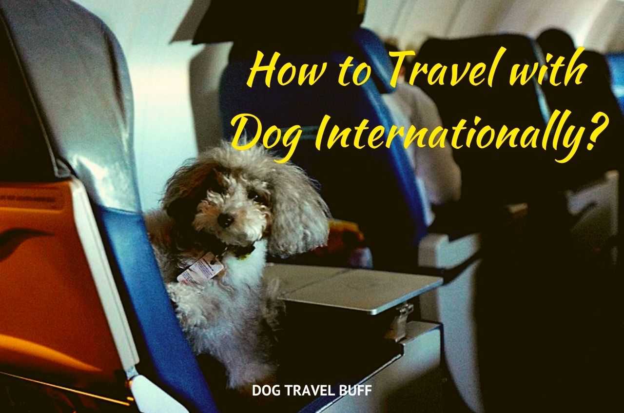 travel with dog internationally