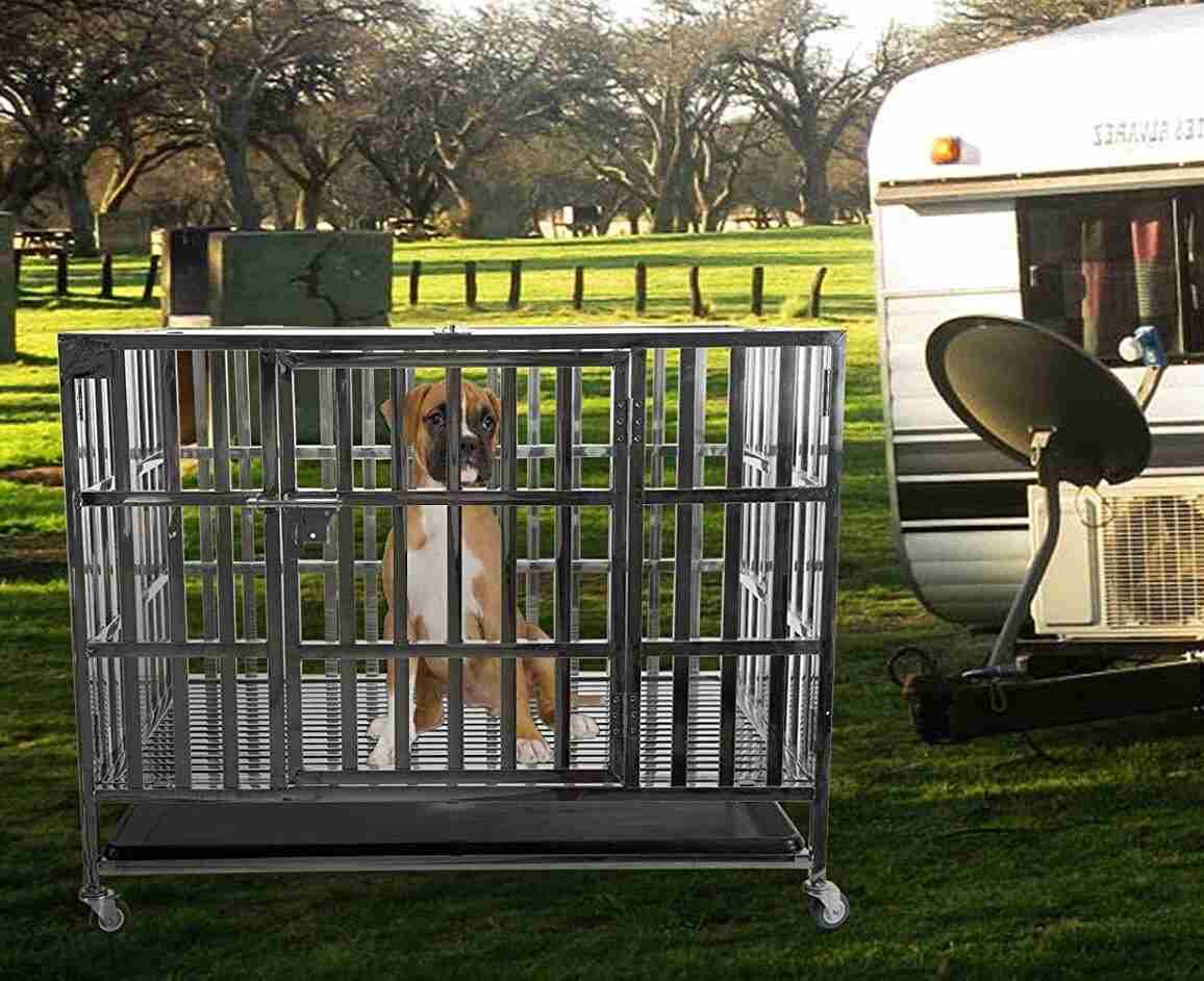 How to Travel with Dog Internationally Dog Travel Buff