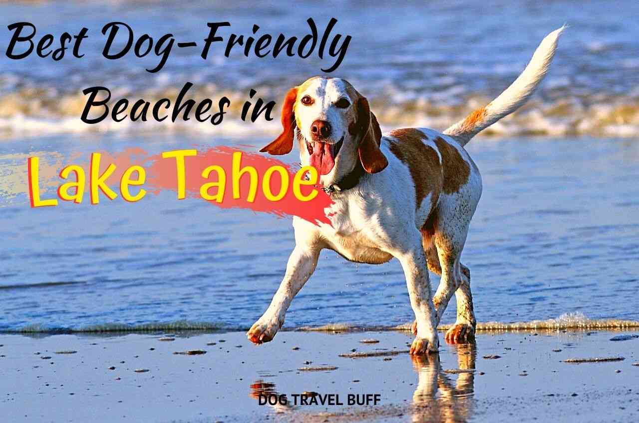 7 Dog Friendly Beaches in Lake Tahoe: DogTravelBuff