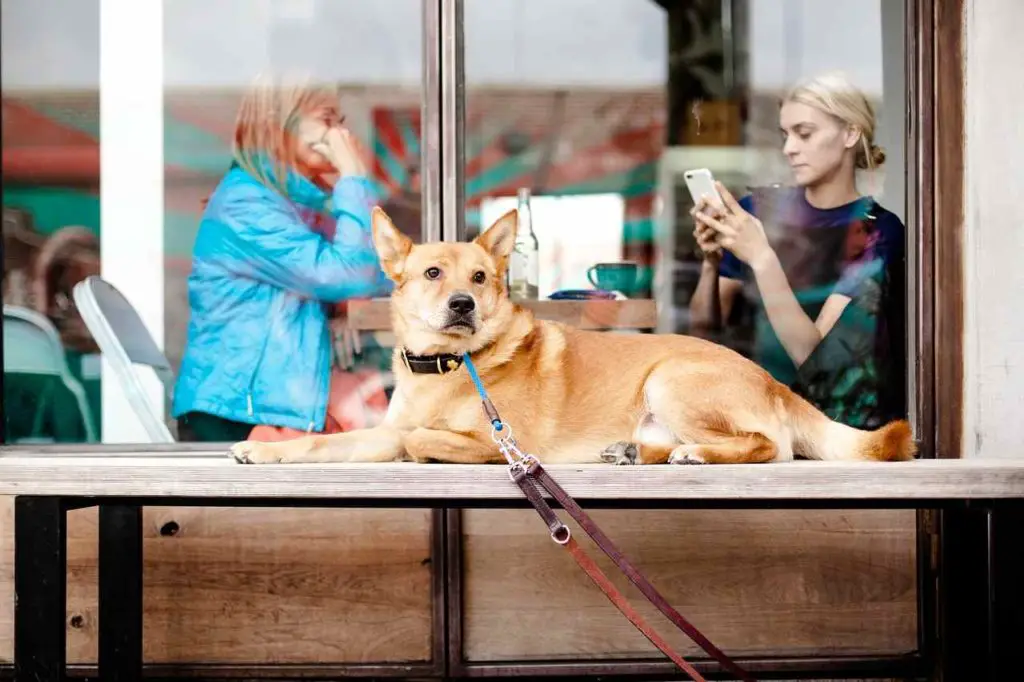 Dog-Friendly Restaurants in Lake Tahoe 