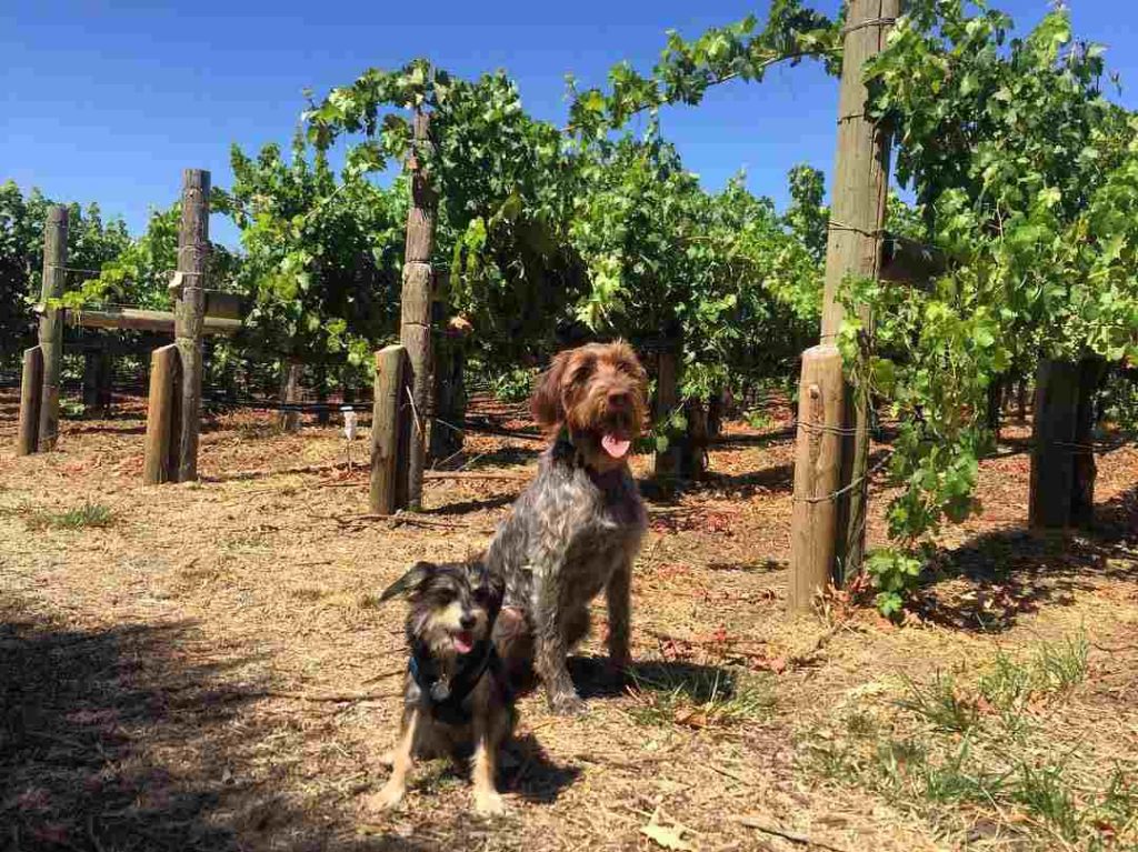 dog-friendly Napa wineries | Honig Vineyard and Winery: