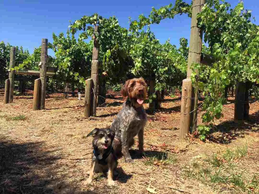 7 Best DogFriendly Wineries in Napa Valley DogTravelBuff