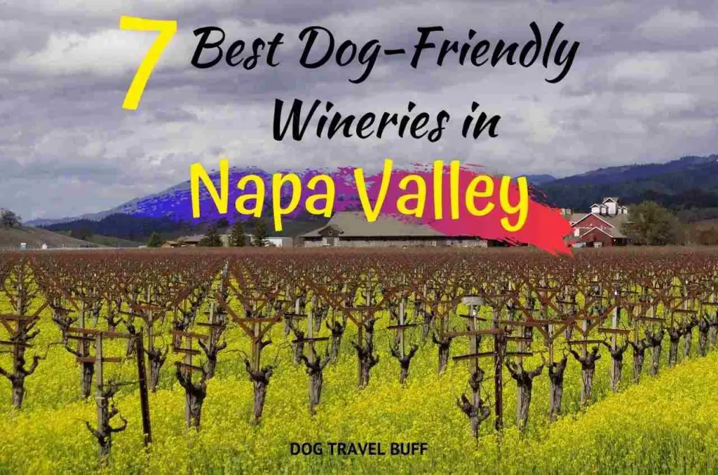 7 Best DogFriendly Wineries in Napa Valley DogTravelBuff
