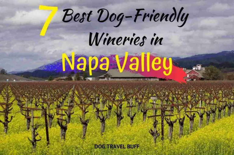 A Visit at Dog-Friendly Wineries in Napa Valley – Tips for the Best Experience