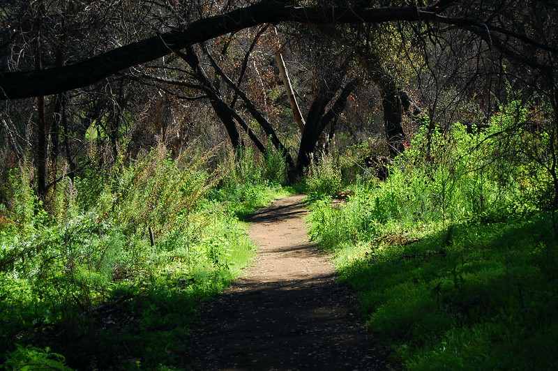 dog friendly trails in San Diego | Blue Sky Ecological Reserve: