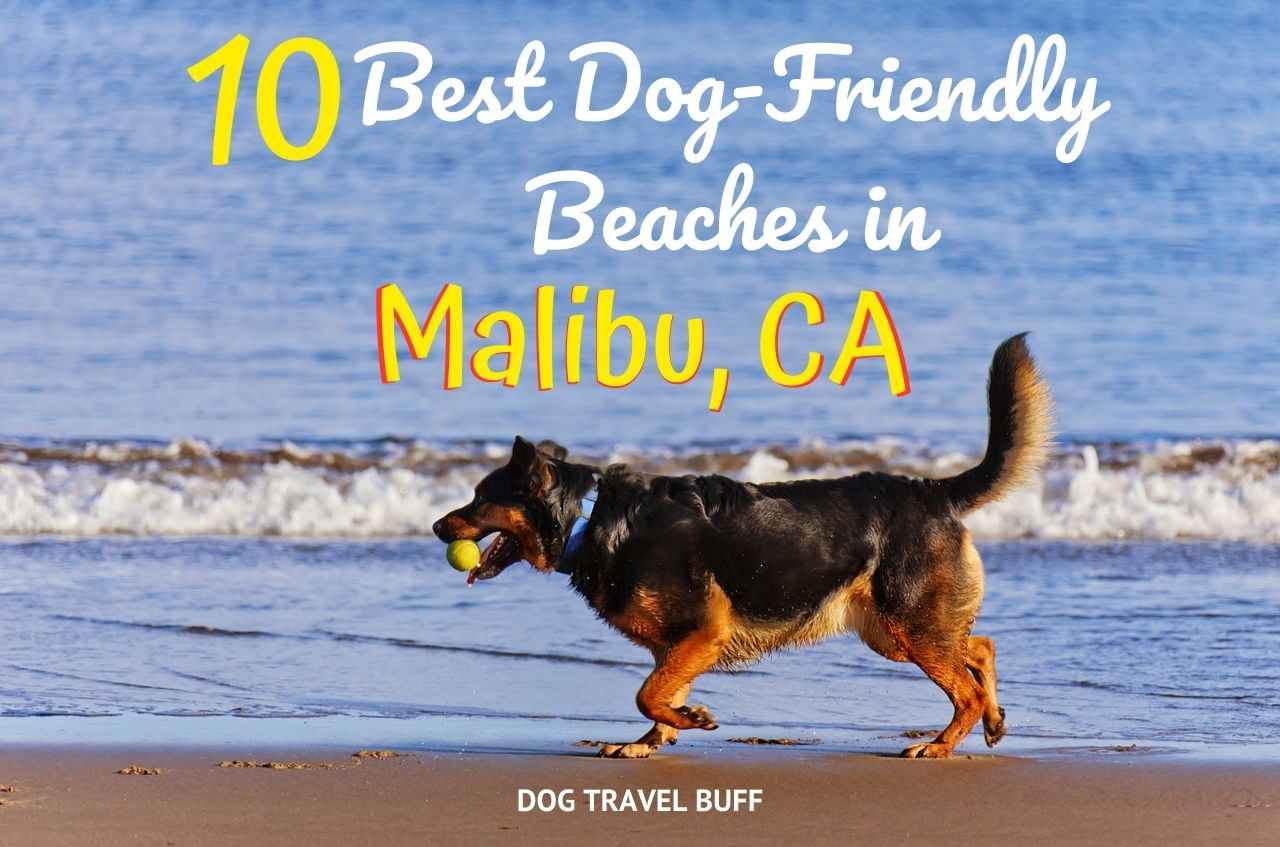 best dog beaches in Malibu