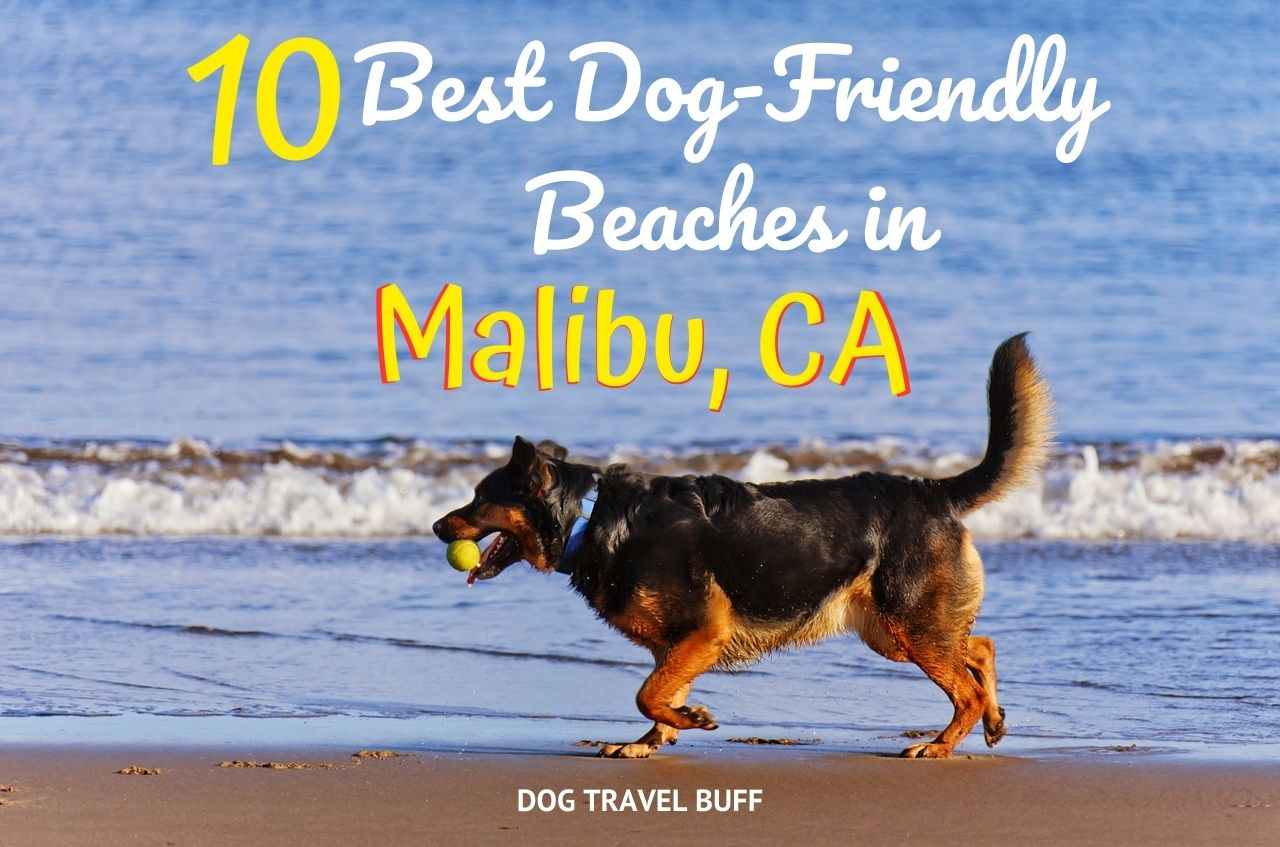 which beaches are dog friendly