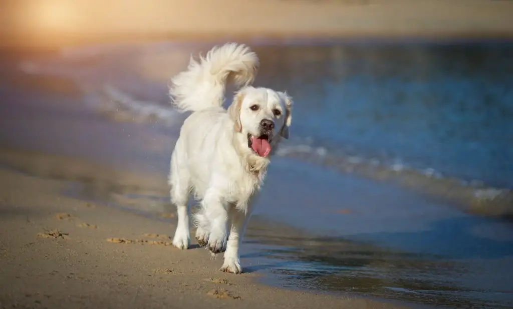 best dog friendly beaches in Malibu | Little Dume Beach 