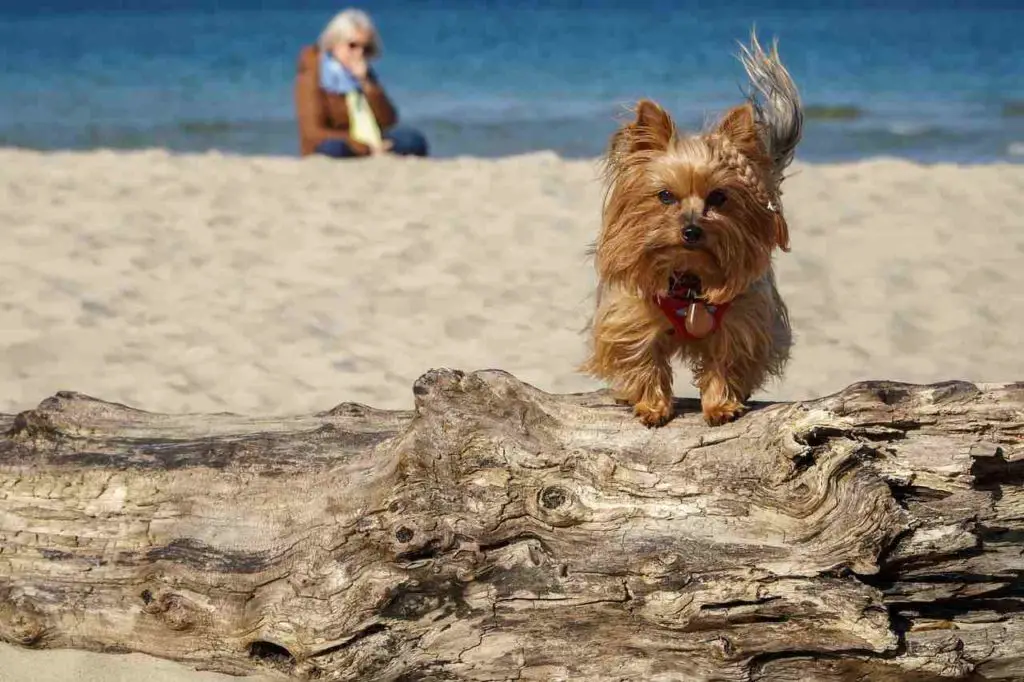 best dog beaches in Malibu | Leo Carillo State Beach 
