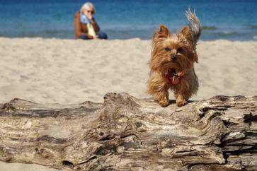 are dogs allowed at zuma beach