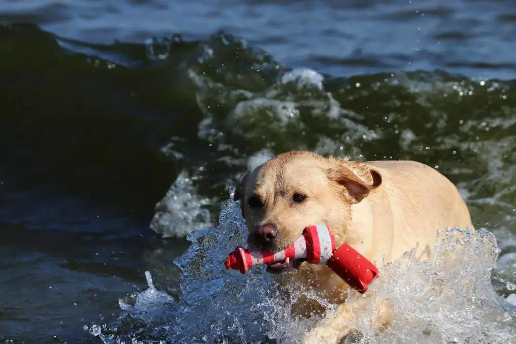 pet-friendly beach in Malibu, CA | Topanga Beach 