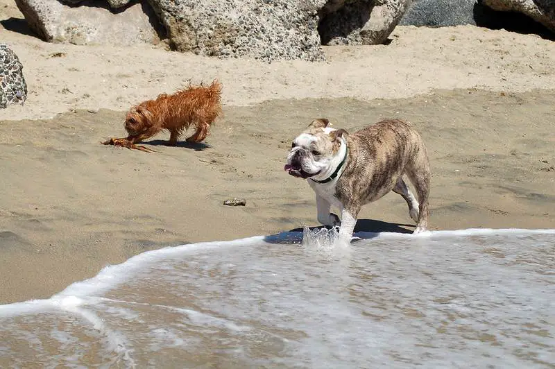 Huntington Dog Beach 