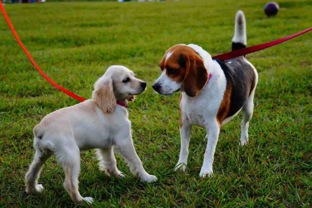 Dog Parks in Malibu