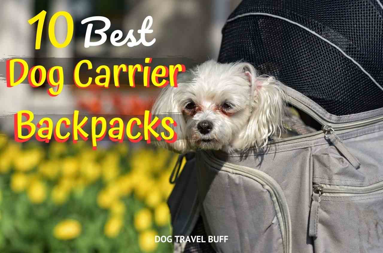 best dog carrier backpacks