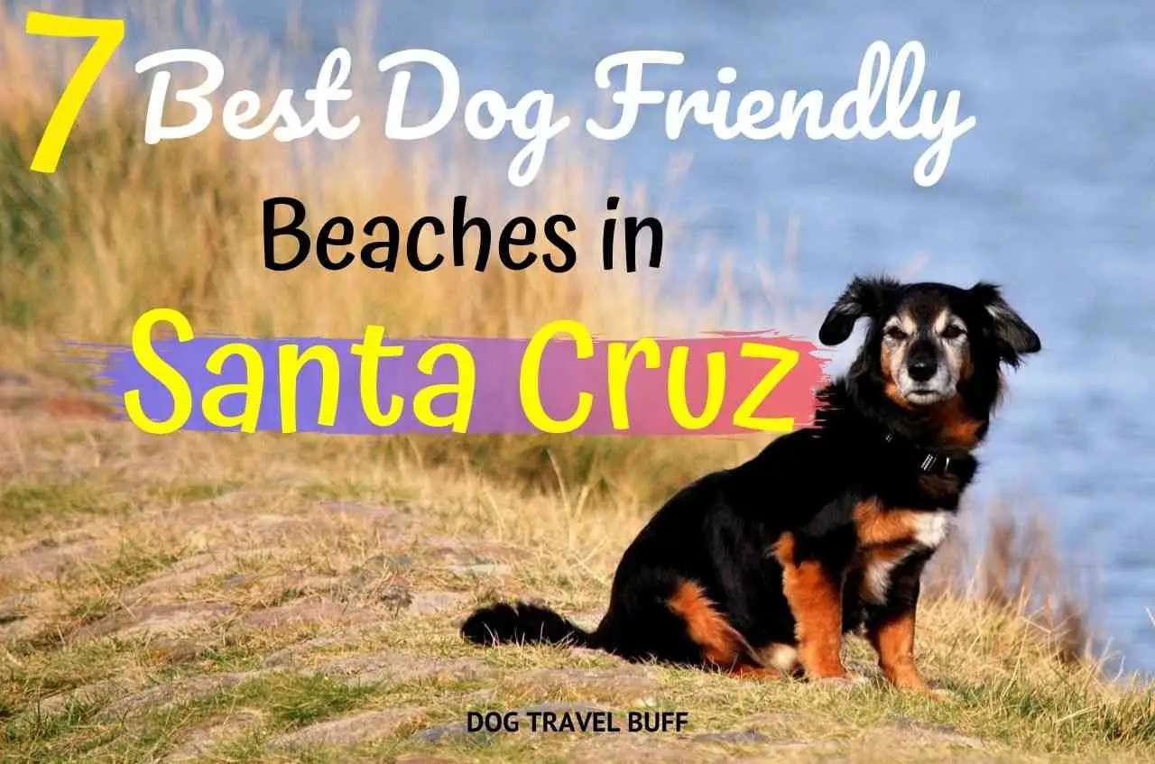 best dog friendly beaches in Santa Cruz