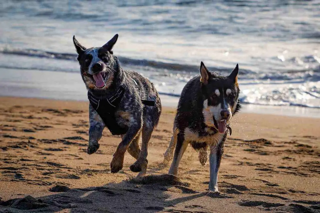 best dog friendly beaches in Santa Cruz | SEABRIGHT STATE BEACH