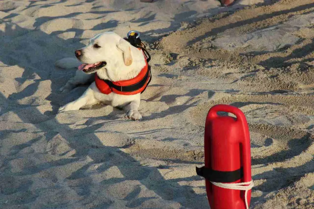 pet friendly beaches in Santa Cruz | PLEASURE POINT BEACH