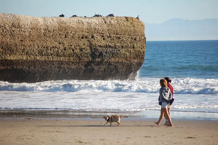 best dog beaches in Santa Cruz, CA | TWIN LAKES STATE BEACH