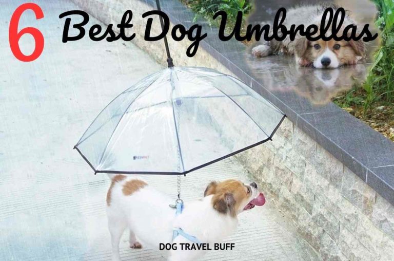 Buy These 6 Best Dog Umbrellas to Protect Your Furry Friend