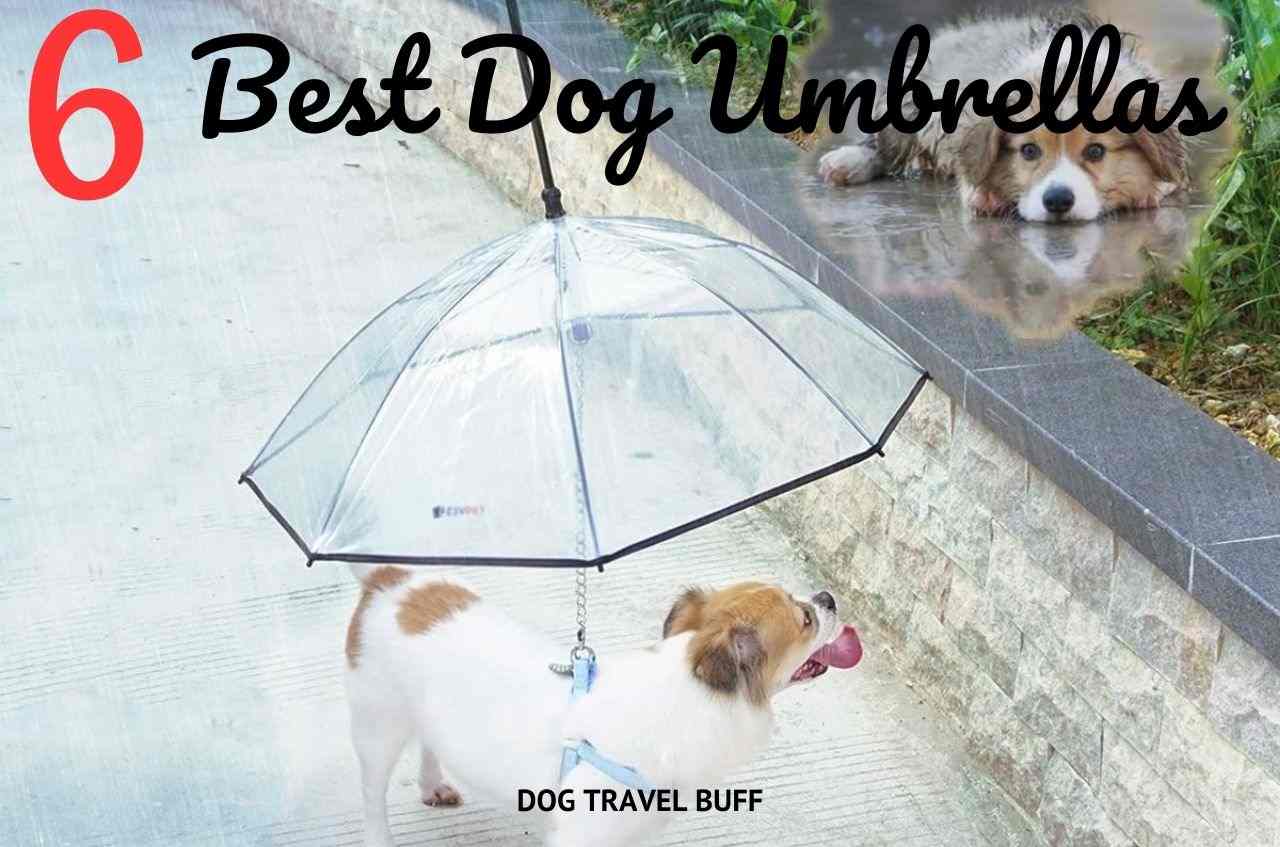 best dog umbrellas with leash