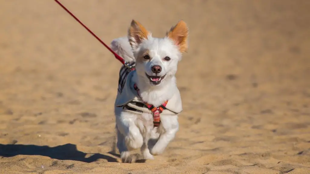 traveling with dog