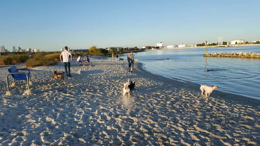 best dog-friendly beaches in Tampa | Davis Island Dog Beach