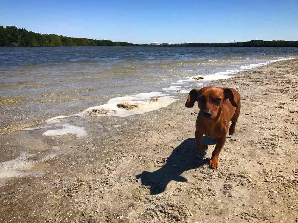 Picnic Island Dog Beach