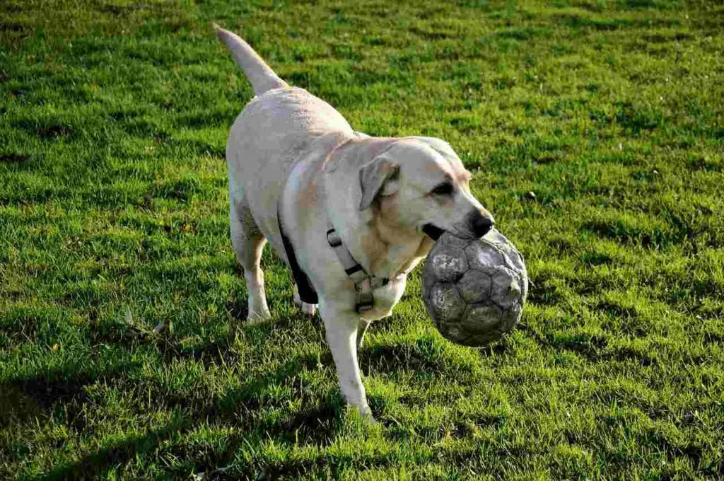 Dog Playing in Rowlett Dog Park in Tampa