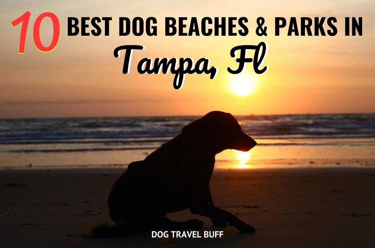 best dog beaches and parks in Tampa