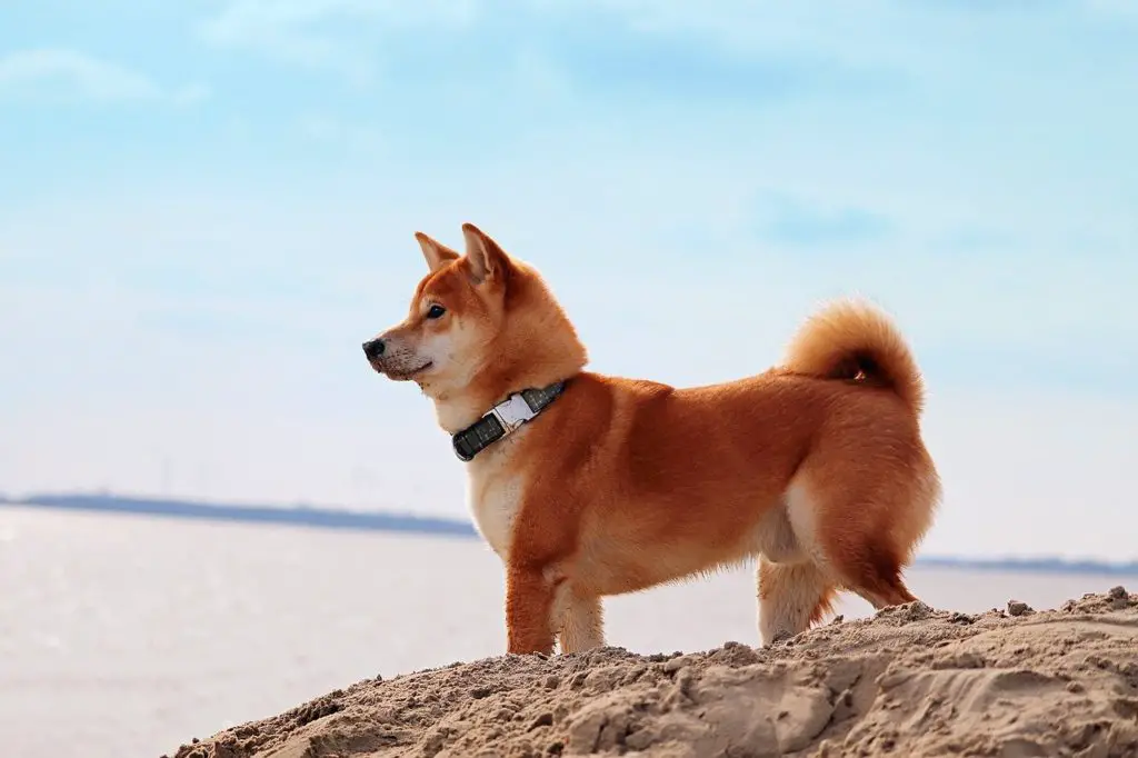 Dog friendly beaches in south Lake Tahoe | Nevada Beach