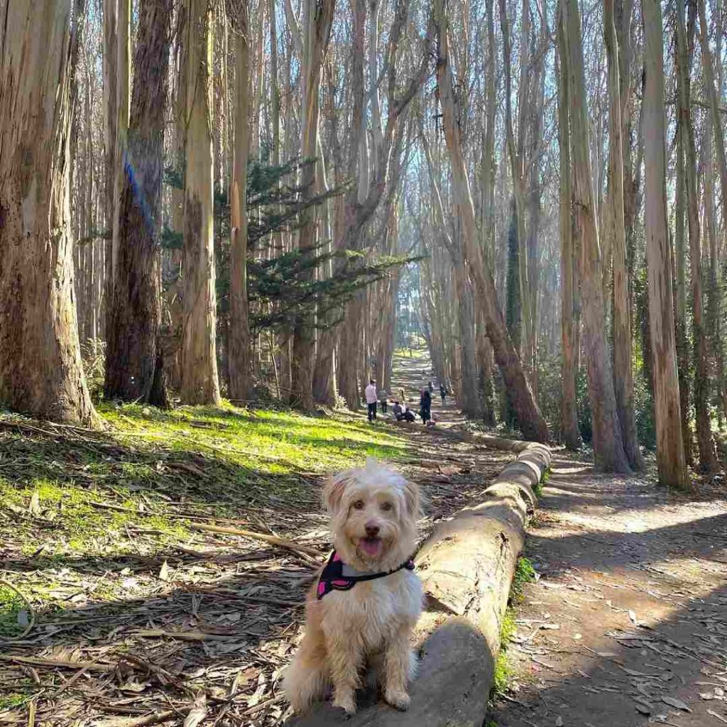 bay area dog trails | Lover's Lane