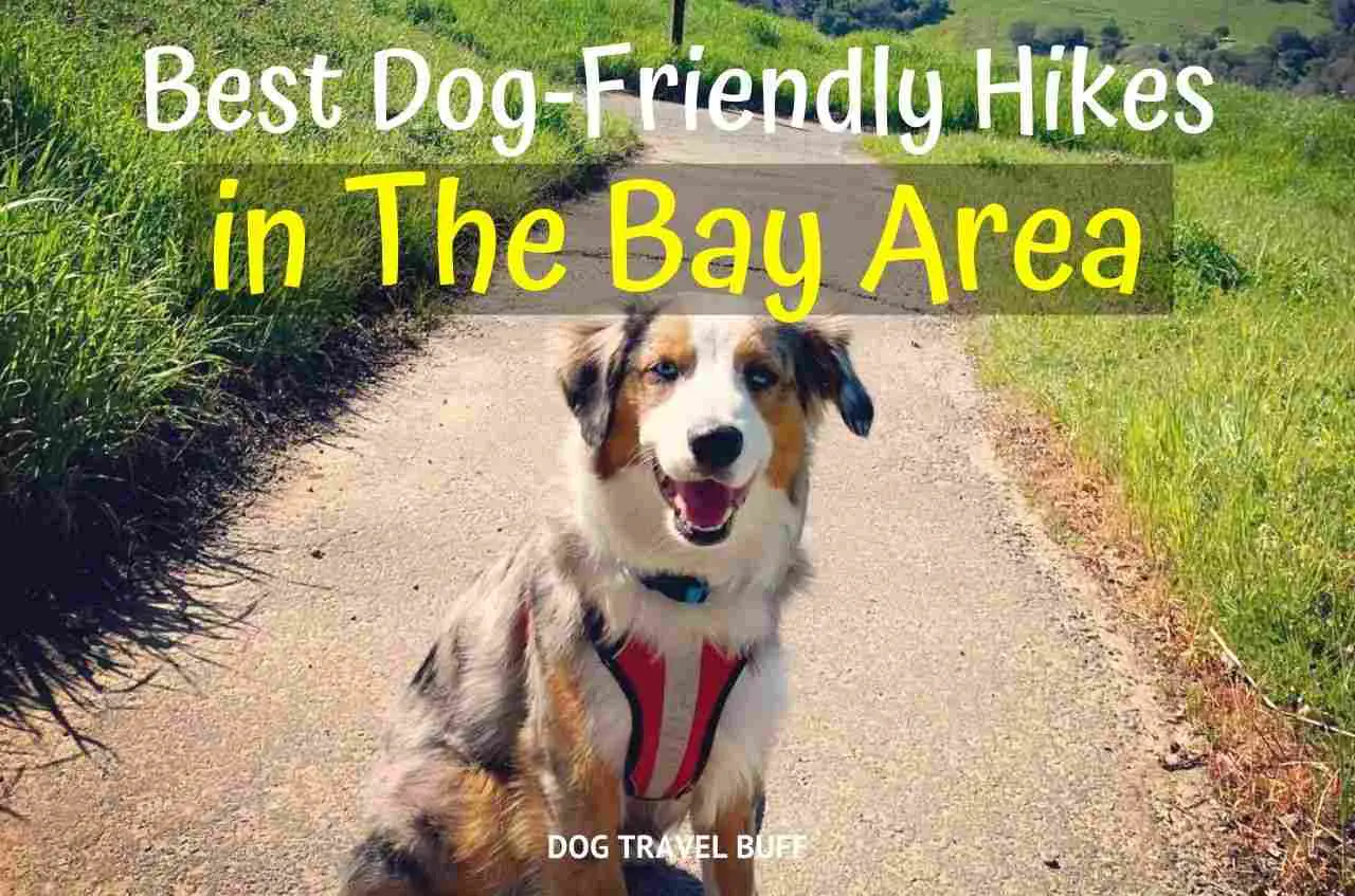 best dog-friendly hikes in the bay area