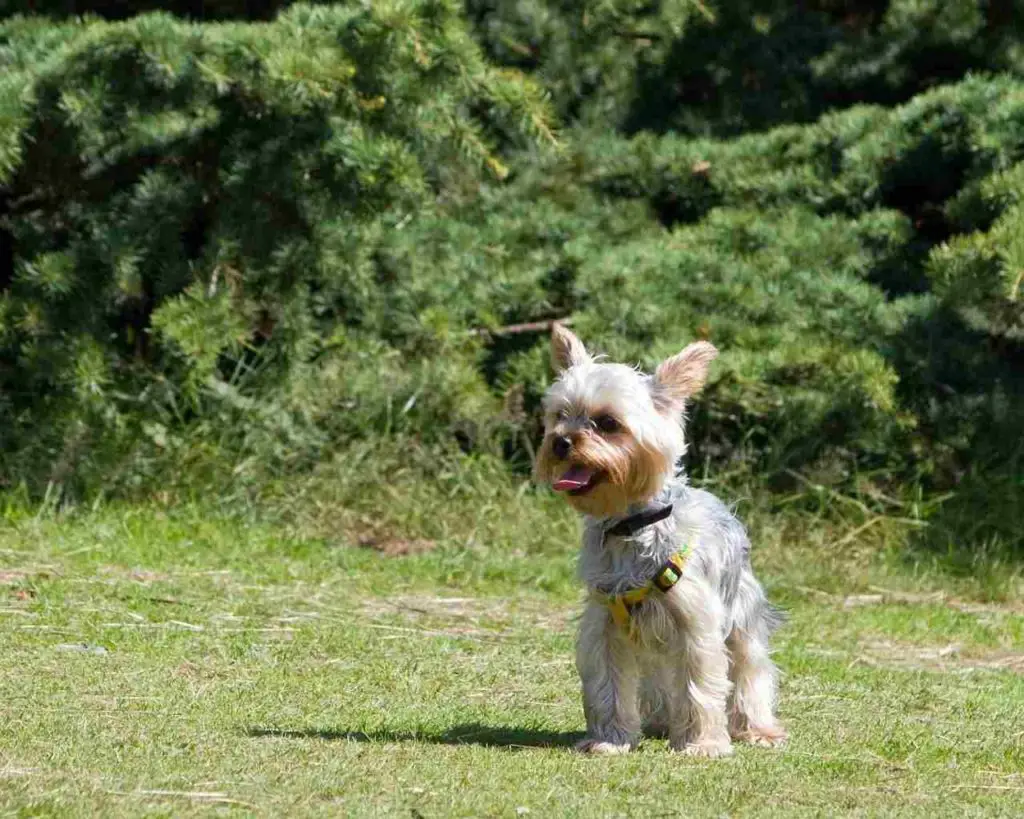 best small dogs for hiking | Yorkie