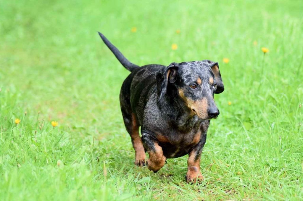best small hiking dogs | Dachshund