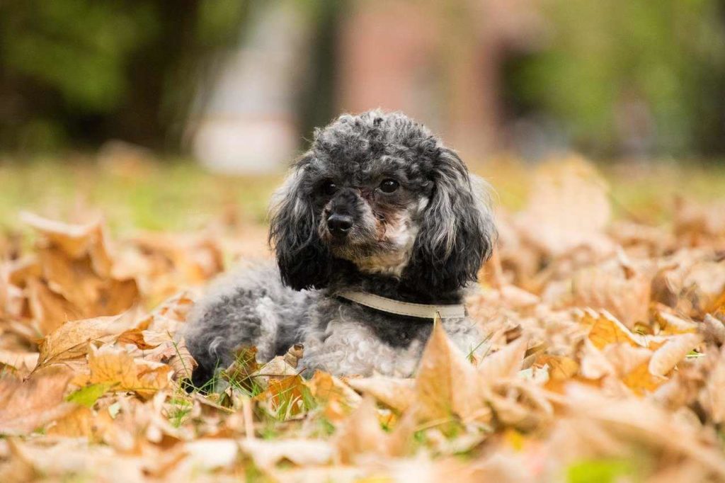 best small dogs for hiking and camping | Miniature Poodle
