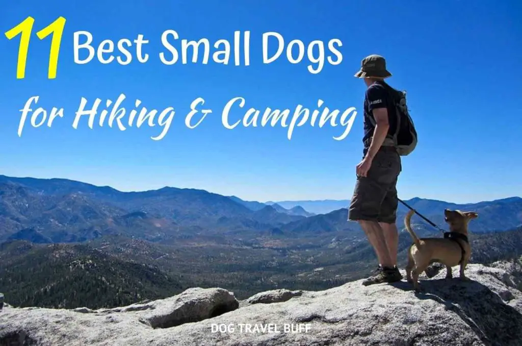 11 Best Small Dogs for Hiking and Camping Dog Travel Buff