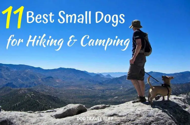 11 Best Small Dogs for Hiking and Camping