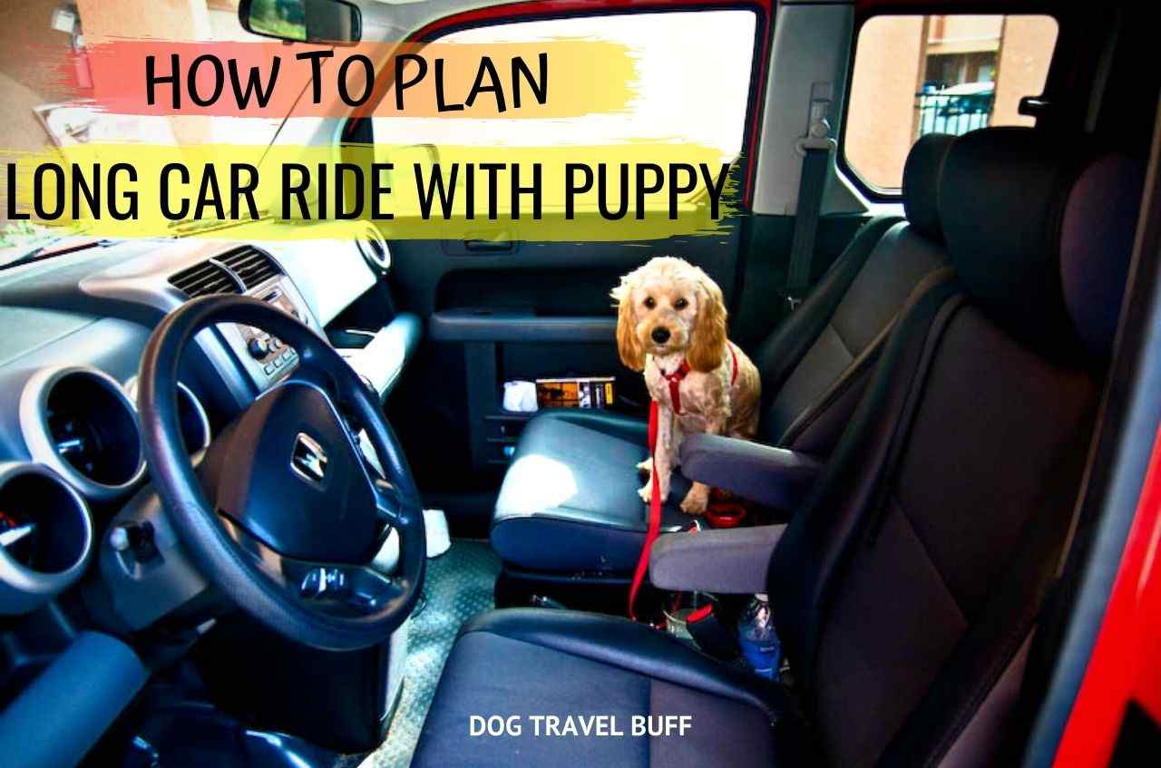 how long can a dog travel in a car