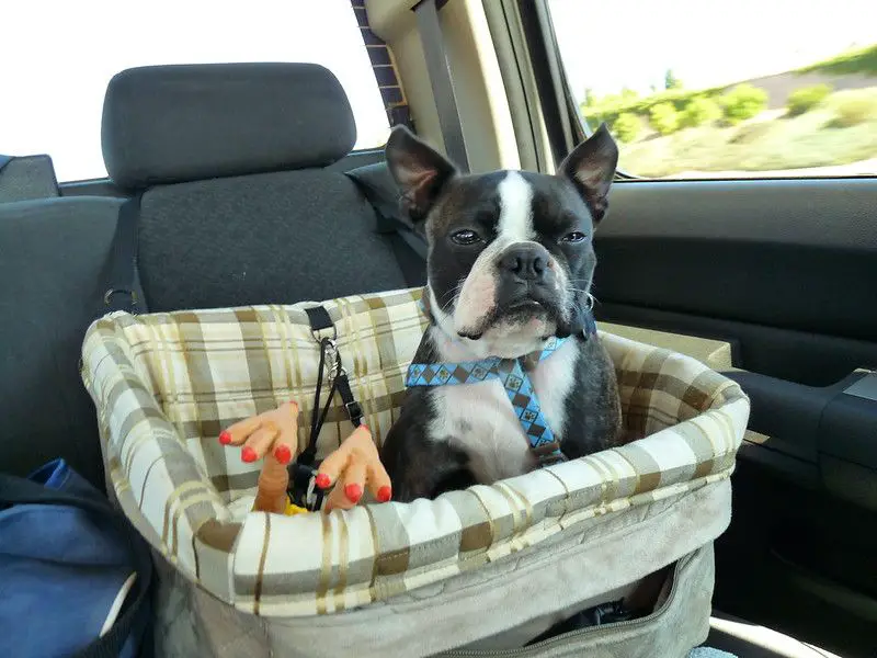 can puppies travel in a car