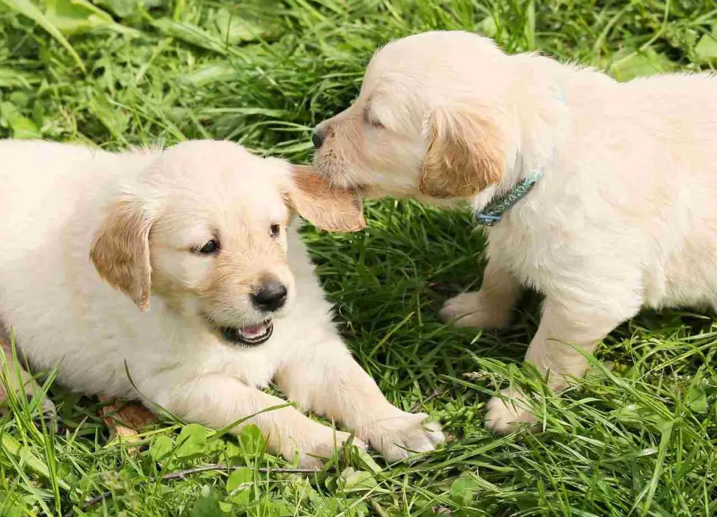 how to calm a male dog in heat