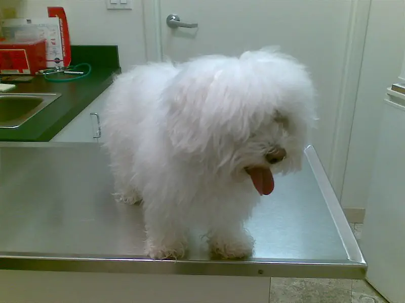 dog in vet