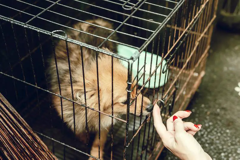 moving dog crate out of bedroom