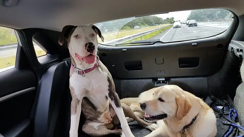 How to Calm an Excited Dog in The Car