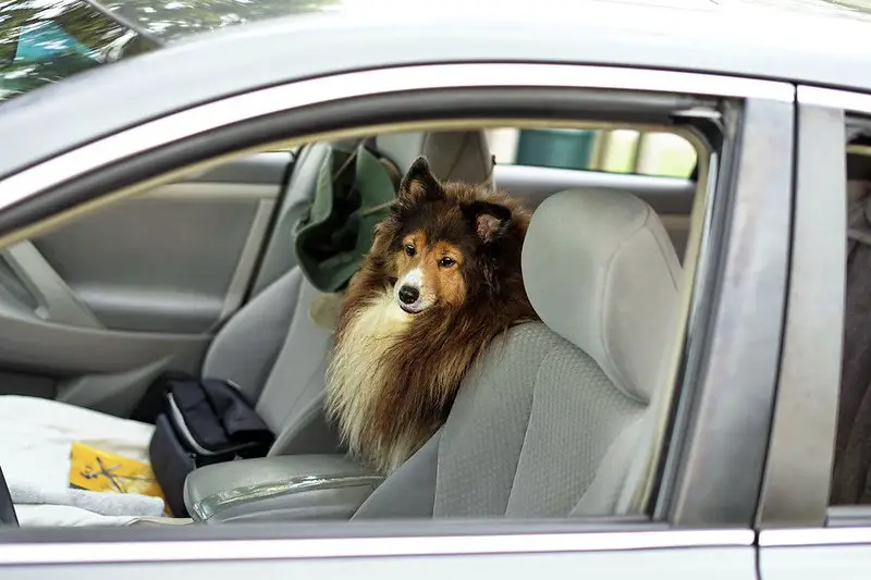 calm a over-excited dog in a car