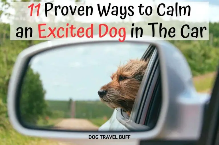 How to Calm an Excited Dog in The Car